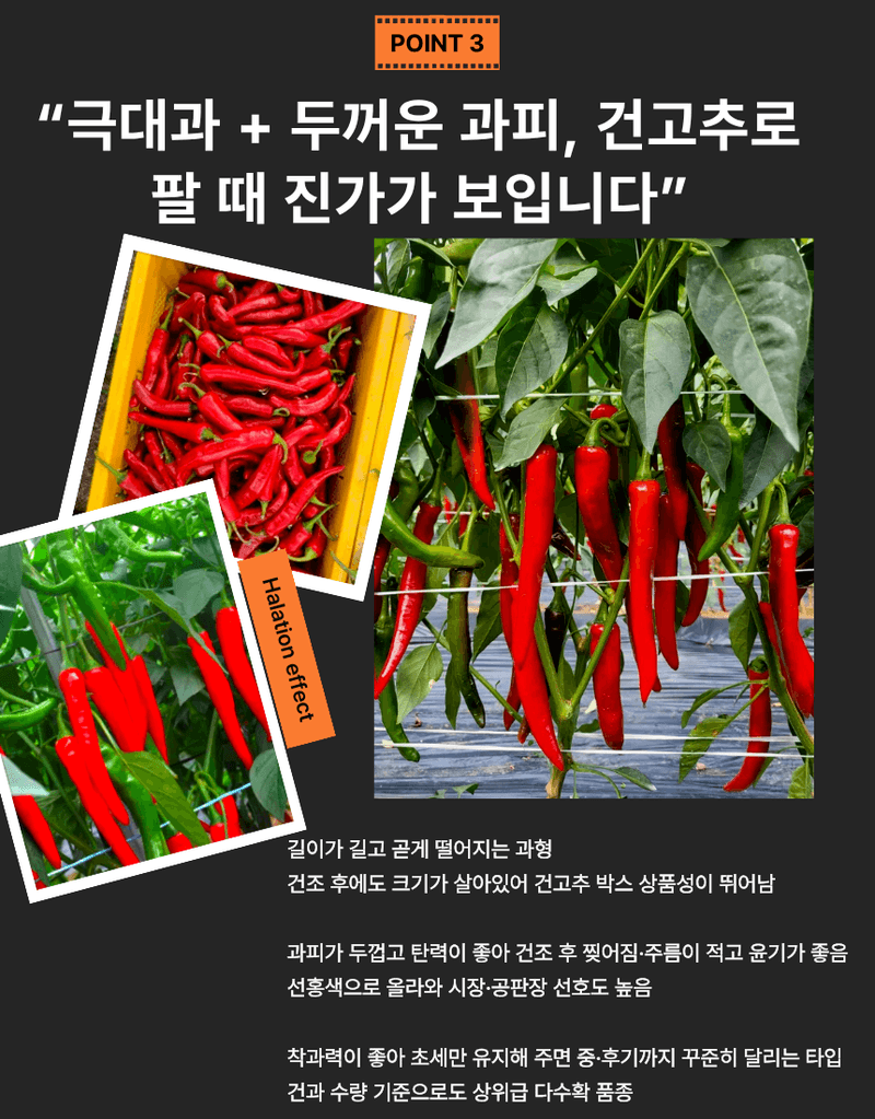 대산농사대장님의 장터 판매 상품 [칼탄킹 1200립 복합내병계 ] 첨부 사진