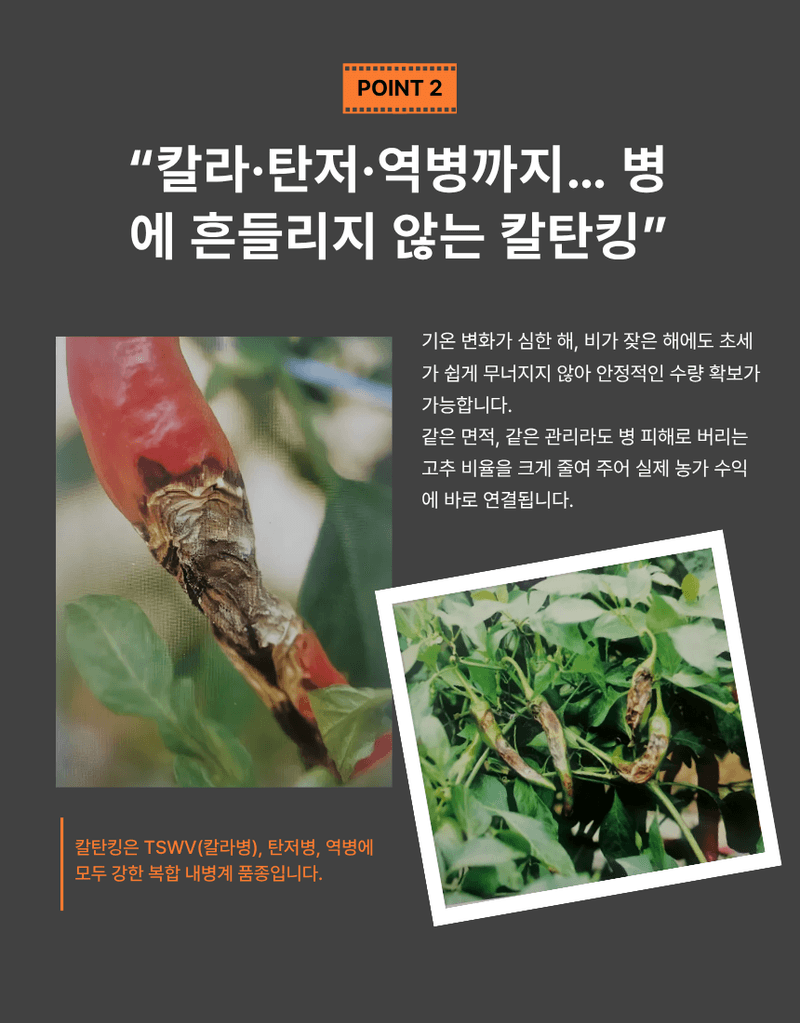 대산농사대장님의 장터 판매 상품 [칼탄킹 1200립 복합내병계 ] 첨부 사진