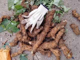 이현상홍길동건강즙님의 자유주제 · 자유게시판 작성글 사진