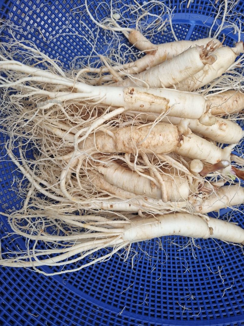 모두팜님의 장터 판매 상품 [세척인삼 1.5k] 첨부 사진