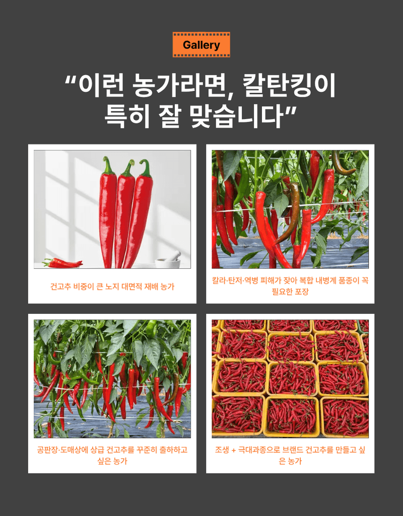 대산농사대장님의 장터 판매 상품 [칼탄킹 1200립 복합내병계 ] 첨부 사진