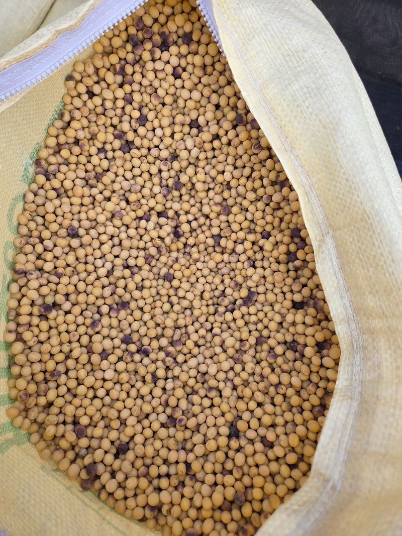 희찬모(정정자)님의 장터 판매 상품 [메주콩(대찬콩)] 첨부 사진