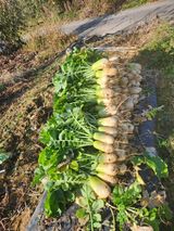 참깨.고추ㆍ박천제님의 자유주제·칭찬해요 작성글 사진