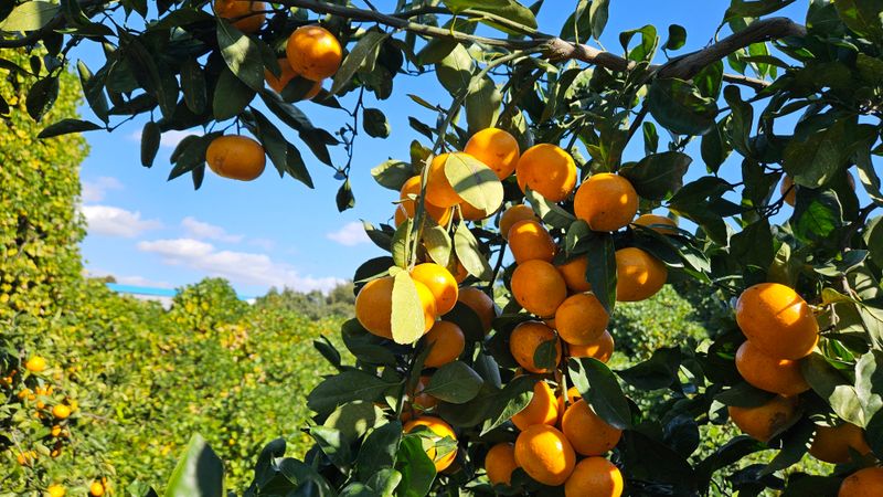 고강농원 강영자님의 장터 판매 상품 [고강농원 노지귤 10kg] 첨부 사진