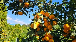 고강농원 강영자님의 작성글 사진