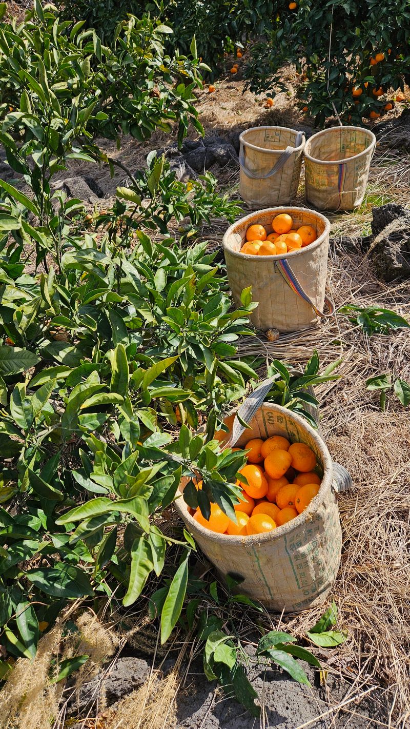 고강농원 강영자님의 장터 판매 상품 [고강농원 노지귤 10kg] 첨부 사진