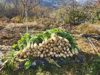 참깨.고추ㆍ박천제님의 자유주제·칭찬해요 작성글 사진