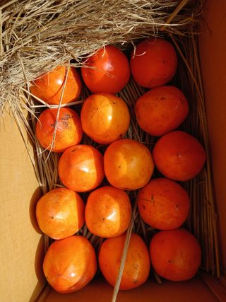 이영자 님의 자유주제 · 자유게시판 작성글 사진