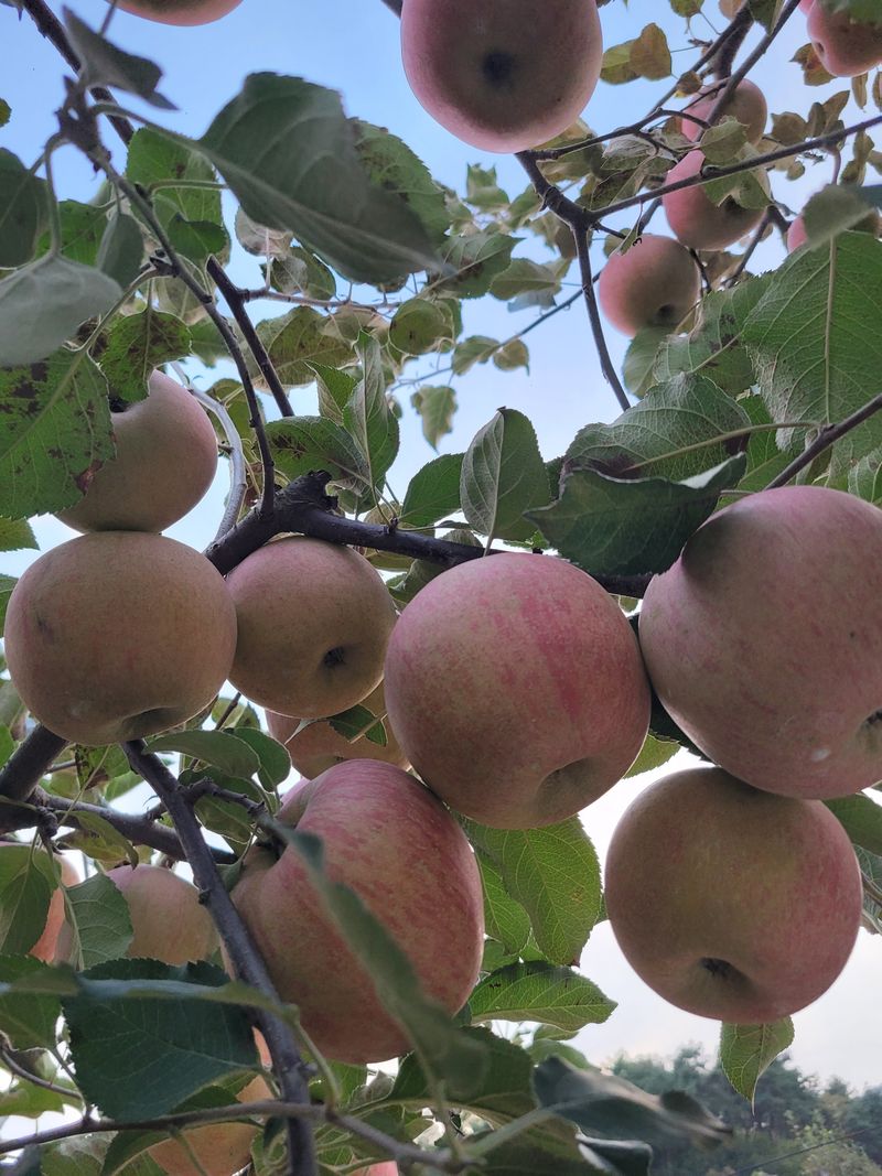 장터 상품 [부사사과10키로] 썸네일