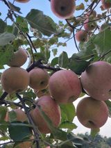 팜모닝 · 게시글 이미지