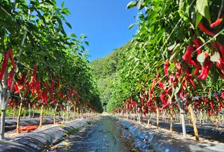 도매니저님의 작성글 사진