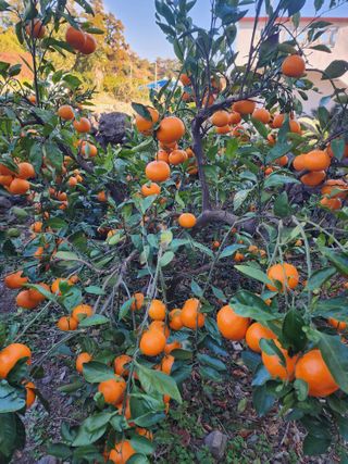 제주부자팜님의 자유주제 · 자유게시판 작성글 사진