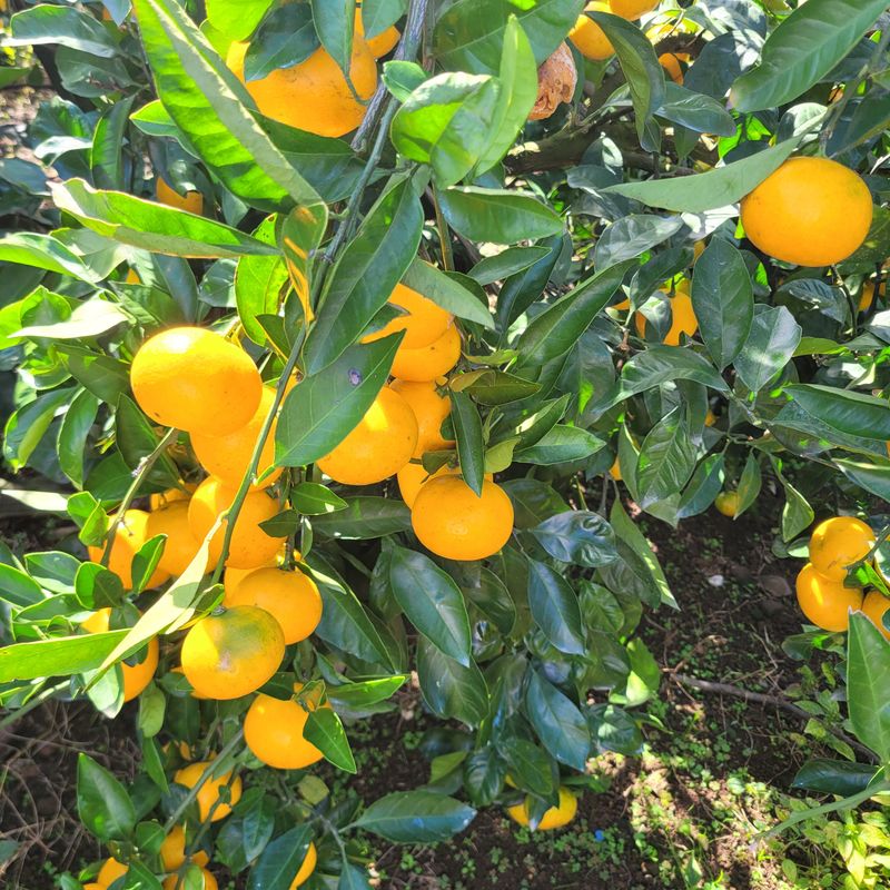 서귀포달코롬감귤농원님의 장터 판매 상품 [(품절)(한정수량 할인판매) 조생귤 로얄과(L) 9kg (선물용, 크기균일)] 첨부 사진