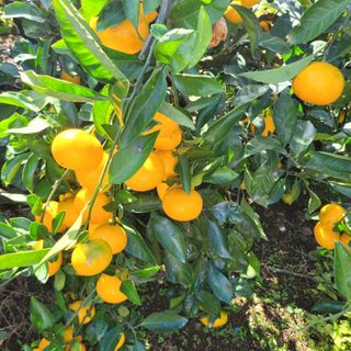 서귀포달코롬감귤농원님의 작성글 사진