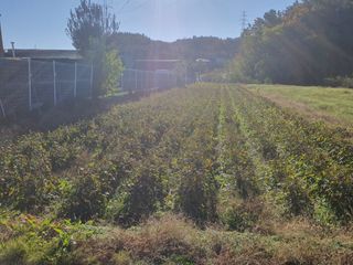 콩사랑님의 작성글 사진