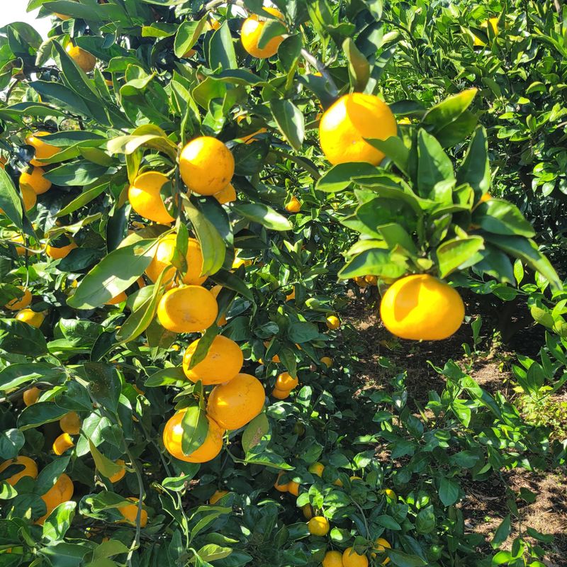 서귀포달코롬감귤농원님의 장터 판매 상품 [(품절)(한정수량 할인판매) 조생귤 로얄과(L) 9kg (선물용, 크기균일)] 첨부 사진