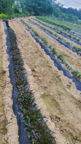 팜모닝 자유주제·자유게시판 게시글 이미지