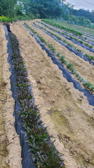 김효숙님의 자유주제 · 자유게시판 작성글 사진