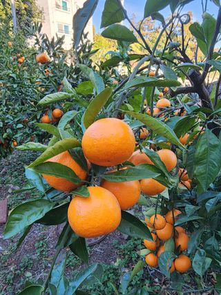 제주부자팜님의 자유주제 · 자유게시판 작성글 사진