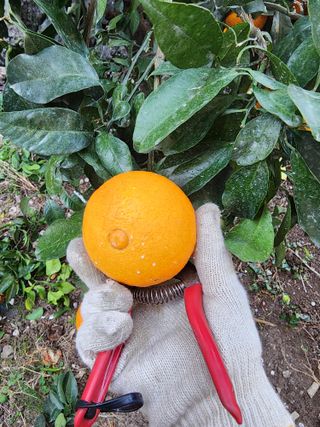 제주부자팜님의 자유주제 · 자유게시판 작성글 사진