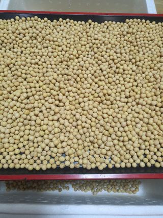 콩사랑님의 작성글 사진