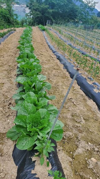 김효숙님의 자유주제 · 자유게시판 작성글 사진