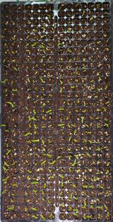 팜모닝 자유주제·자유게시판 게시글 이미지