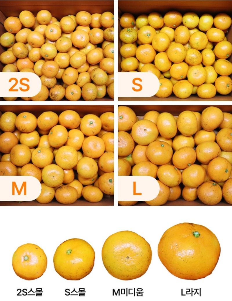 서귀포달코롬감귤농원님의 장터 판매 상품 [(품절)(한정수량 할인판매) 조생귤 로얄과(L) 9kg (선물용, 크기균일)] 첨부 사진
