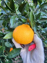 팜모닝 자유주제·자유게시판 게시글 이미지