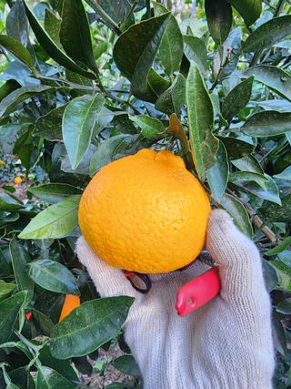 제주부자팜님의 자유주제 · 자유게시판 작성글 사진