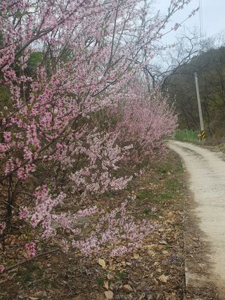 김효숙님의 자유주제 · 자유게시판 작성글 사진
