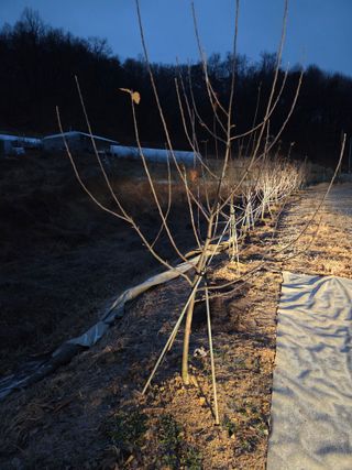 오원산님의 농사, 무엇이든 물어보세요! · 참여글 작성글 사진