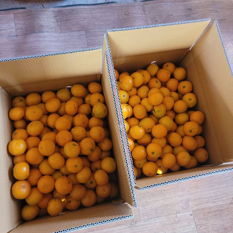 서귀포달코롬감귤농원님의 장터 판매 상품 [(품절)(한정수량 할인판매) 조생귤 로얄과(L) 9kg (선물용, 크기균일)] 첨부 사진
