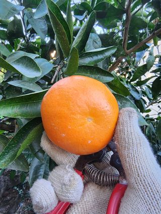 제주부자팜님의 자유주제 · 자유게시판 작성글 사진