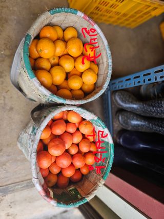 양애숙님의 작성글 사진