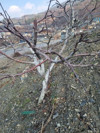 김용대님의 자유주제 · 자유게시판 작성글 사진