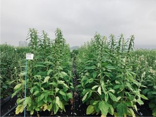 대산농사대장님의 참깨·자유게시판 작성글 사진