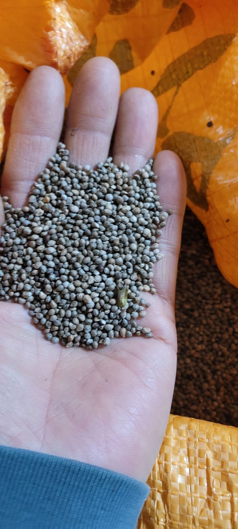 장터 상품 [들깨 1키로] 썸네일