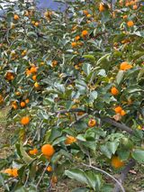 팜모닝 농사, 무엇이든 물어보세요!·참여글 게시글 이미지