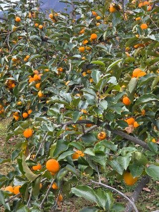 고구마11894님의 농사, 무엇이든 물어보세요! · 참여글 작성글 사진