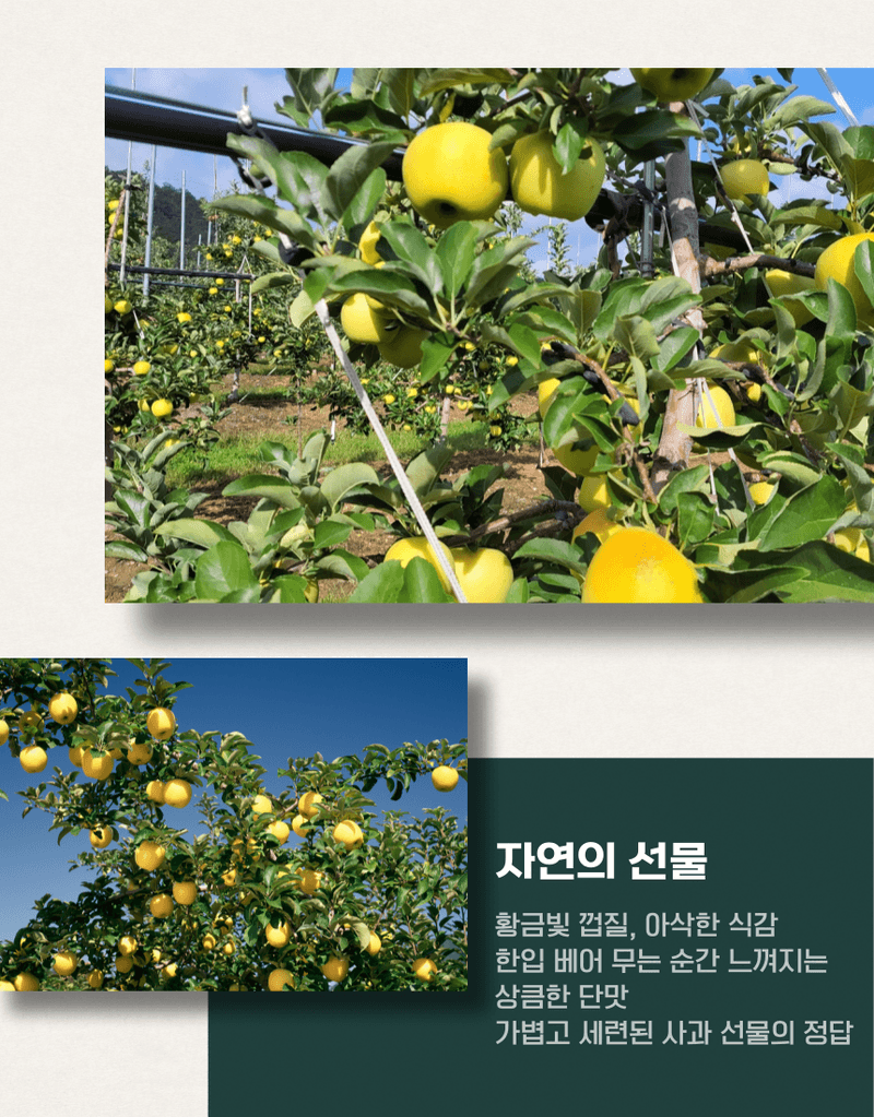 과일팩토리님의 장터 판매 상품 [[시나노골드 선물세트] 과일팩토리 고당도 황금사과 시나노골드 3kg/5kg] 첨부 사진