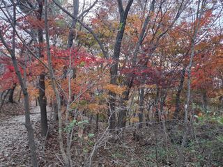 제주농부님의 자유주제 · 자유게시판 작성글 사진