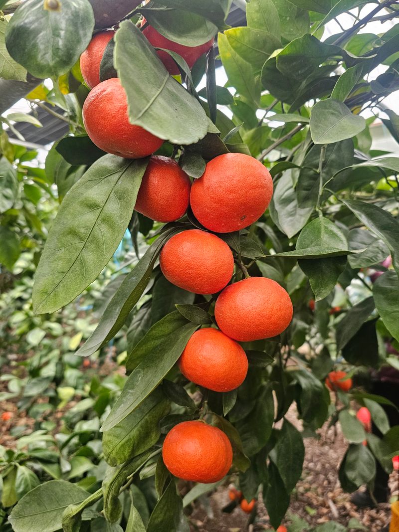 양애숙님의 장터 판매 상품 [당도높은루비향(빨간귤)10키로] 첨부 사진