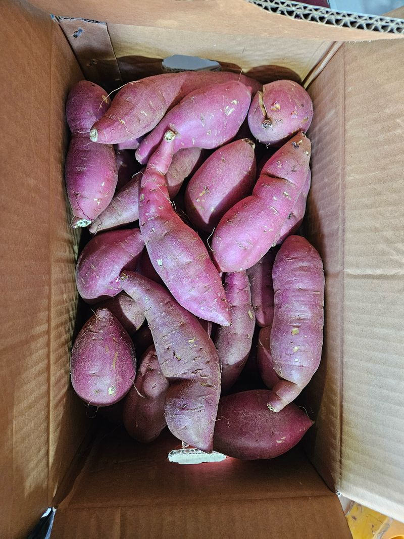 이영민님의 장터 판매 상품 [무안 황토 꿀 고구마 무선별 혼합사이즈 10kg] 첨부 사진