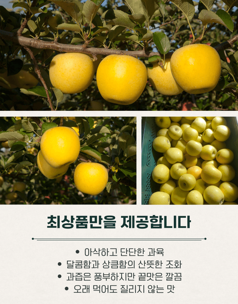 과일팩토리님의 장터 판매 상품 [[시나노골드 선물세트] 과일팩토리 고당도 황금사과 시나노골드 3kg/5kg] 첨부 사진