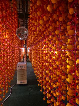 사과와곶감님의 자유주제·자유게시판 작성글 사진