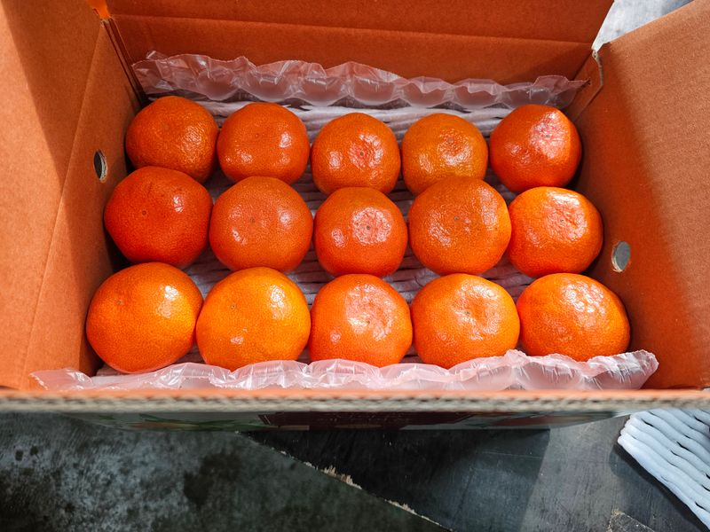 양애숙님의 장터 판매 상품 [당도높은루비향(빨간귤)10키로] 첨부 사진