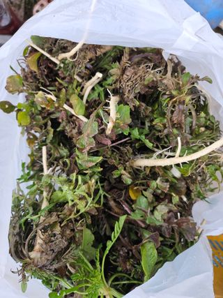 김제일주농장님의 자유주제 · 자유게시판 작성글 사진