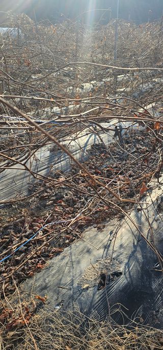 뿌리묘목농원님의 자유주제 · 자유게시판 작성글 사진