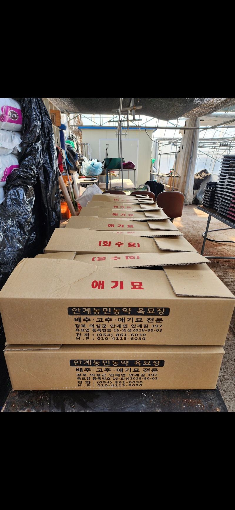 손태겸님의 장터 판매 상품 [고추종자 씨앗 복합내병계 극대과종 1200립] 첨부 사진